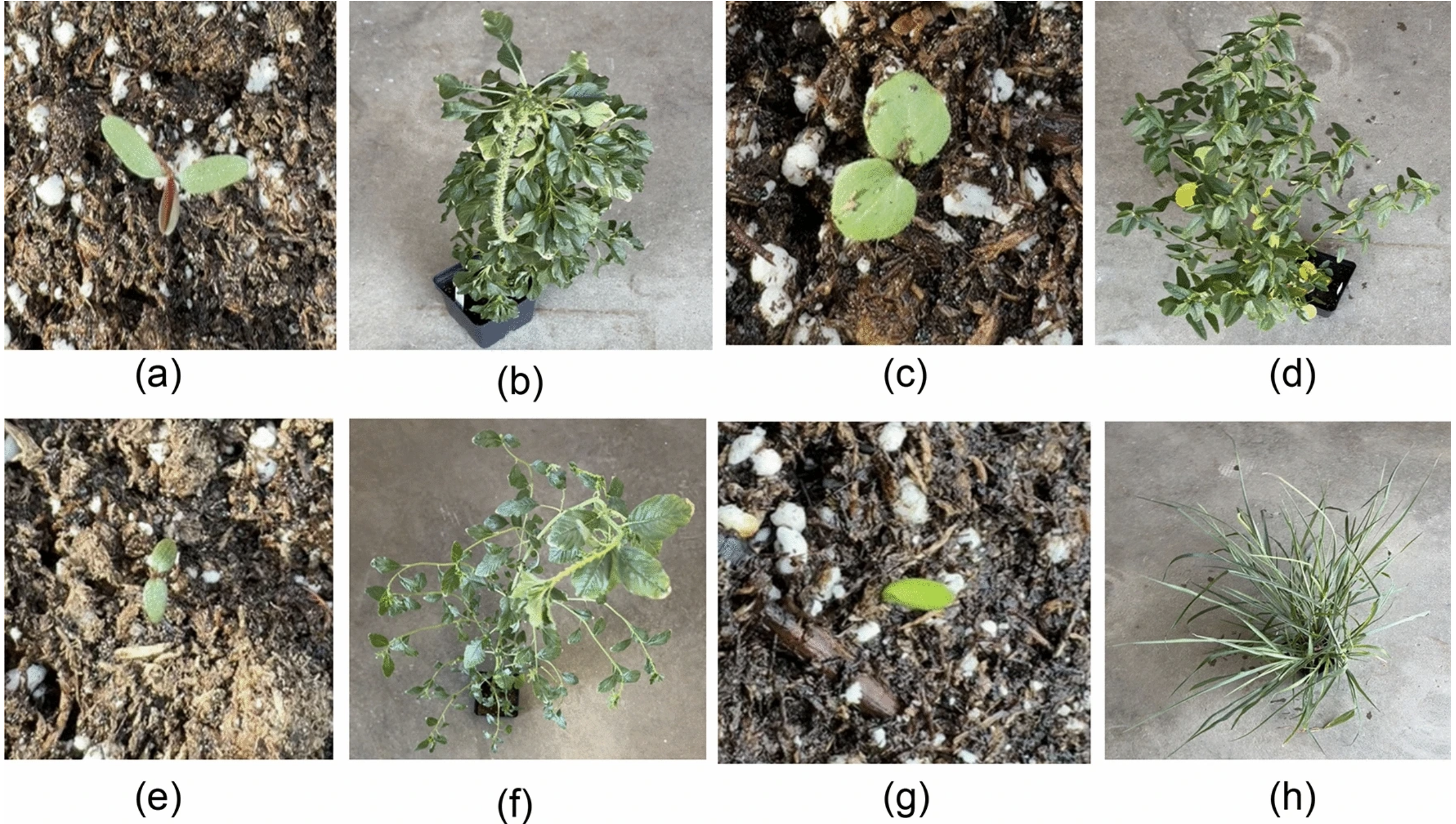 Dataset Growth Stages
